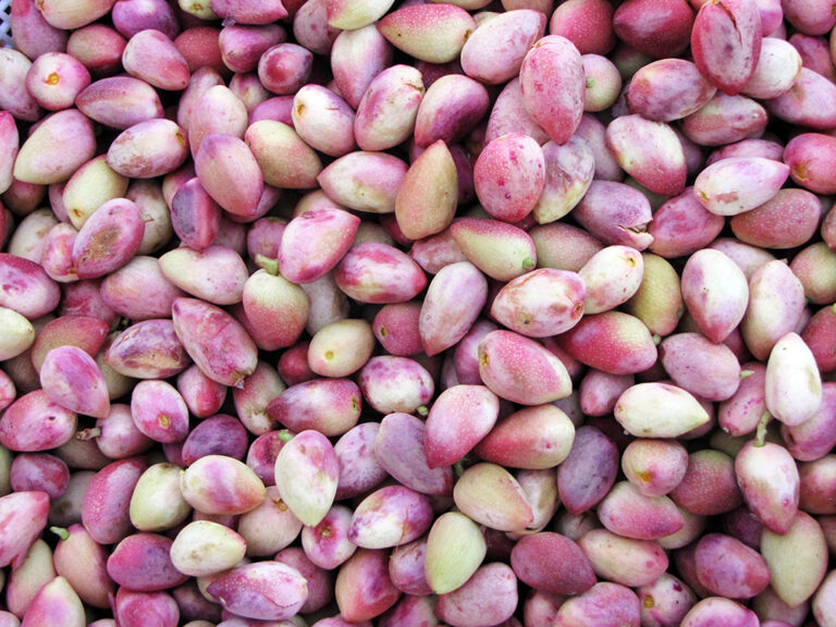 The Pistachio Co The Pistachio Company the leader of pistachio of